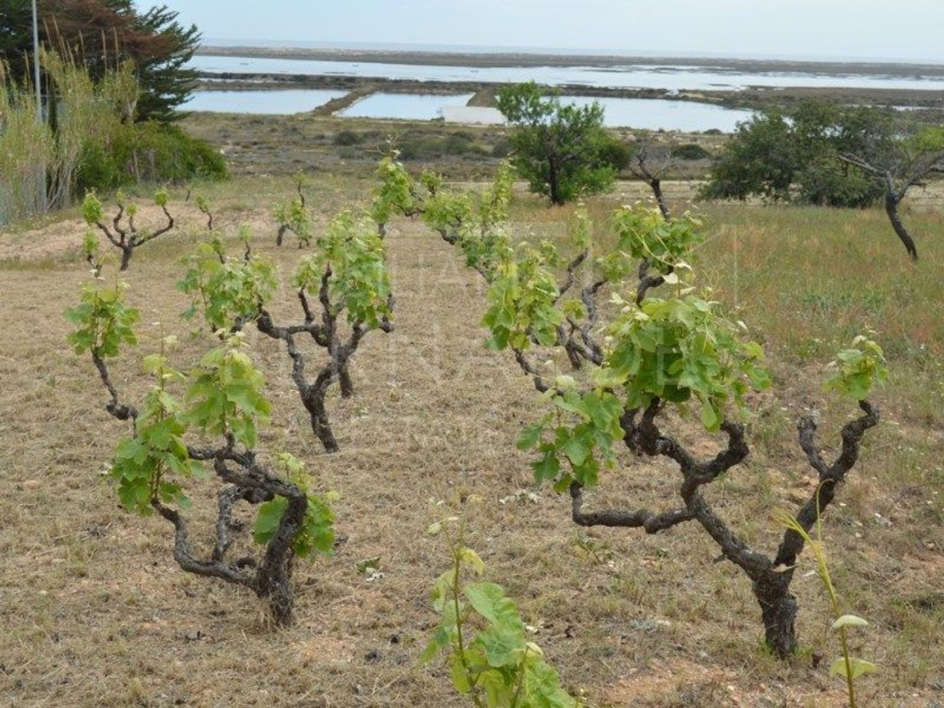 2 bedrooms House in Olhao, Portugal No. 128645