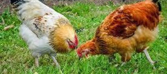 Propiedad comercial en Monteprandone, Italy 15500 m² No. 148094 5