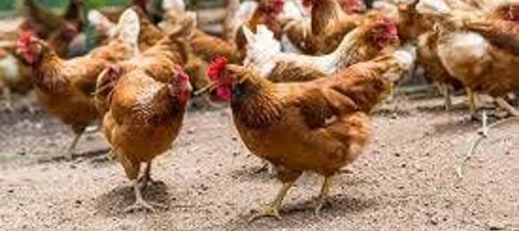 Propiedad comercial en Monteprandone, Italy 15500 m² No. 148094 4