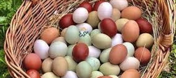 Propiedad comercial en Monteprandone, Italy 15500 m² No. 148094 2