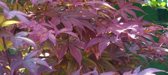 8 Schlafzimmer Villa in Colares, Portugal, Nr. 316890 15