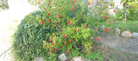 8 Schlafzimmer Villa in Colares, Portugal, Nr. 316890 48