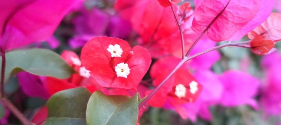 8 Schlafzimmer Villa in Colares, Portugal, Nr. 316890 26