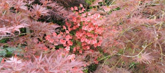 8 Schlafzimmer Villa in Colares, Portugal, Nr. 316890 20