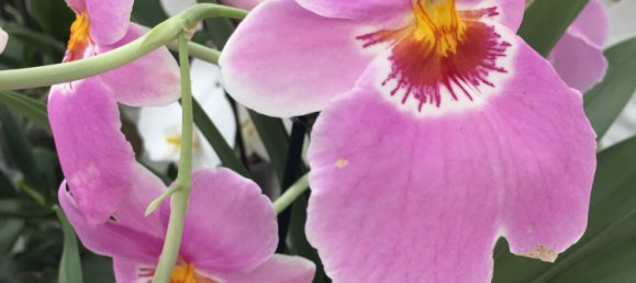 8 Schlafzimmer Villa in Colares, Portugal, Nr. 316890 35