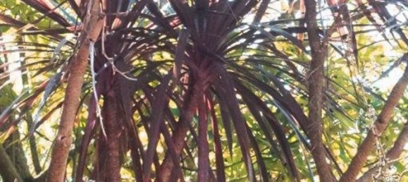 8 Schlafzimmer Villa in Colares, Portugal, Nr. 316890 31