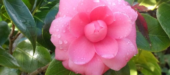 8 Schlafzimmer Villa in Colares, Portugal, Nr. 316890 47