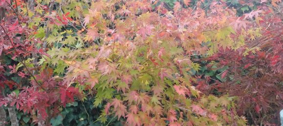 8 Schlafzimmer Villa in Colares, Portugal, Nr. 316890 22