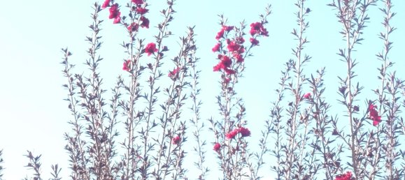 8 Schlafzimmer Villa in Colares, Portugal, Nr. 316890 30