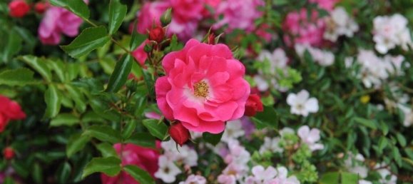 8 Schlafzimmer Villa in Colares, Portugal, Nr. 316890 19