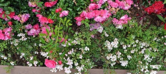 8 Schlafzimmer Villa in Colares, Portugal, Nr. 316890 18