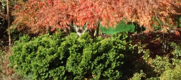 8 Schlafzimmer Villa in Colares, Portugal, Nr. 316890 44