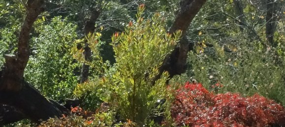 8 Schlafzimmer Villa in Colares, Portugal, Nr. 316890 27