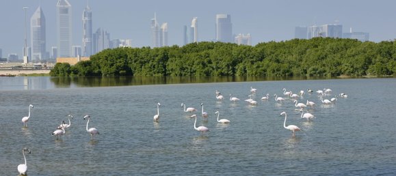 3716.122m² Land in Ras Al Khor, UAE No. 4608 8