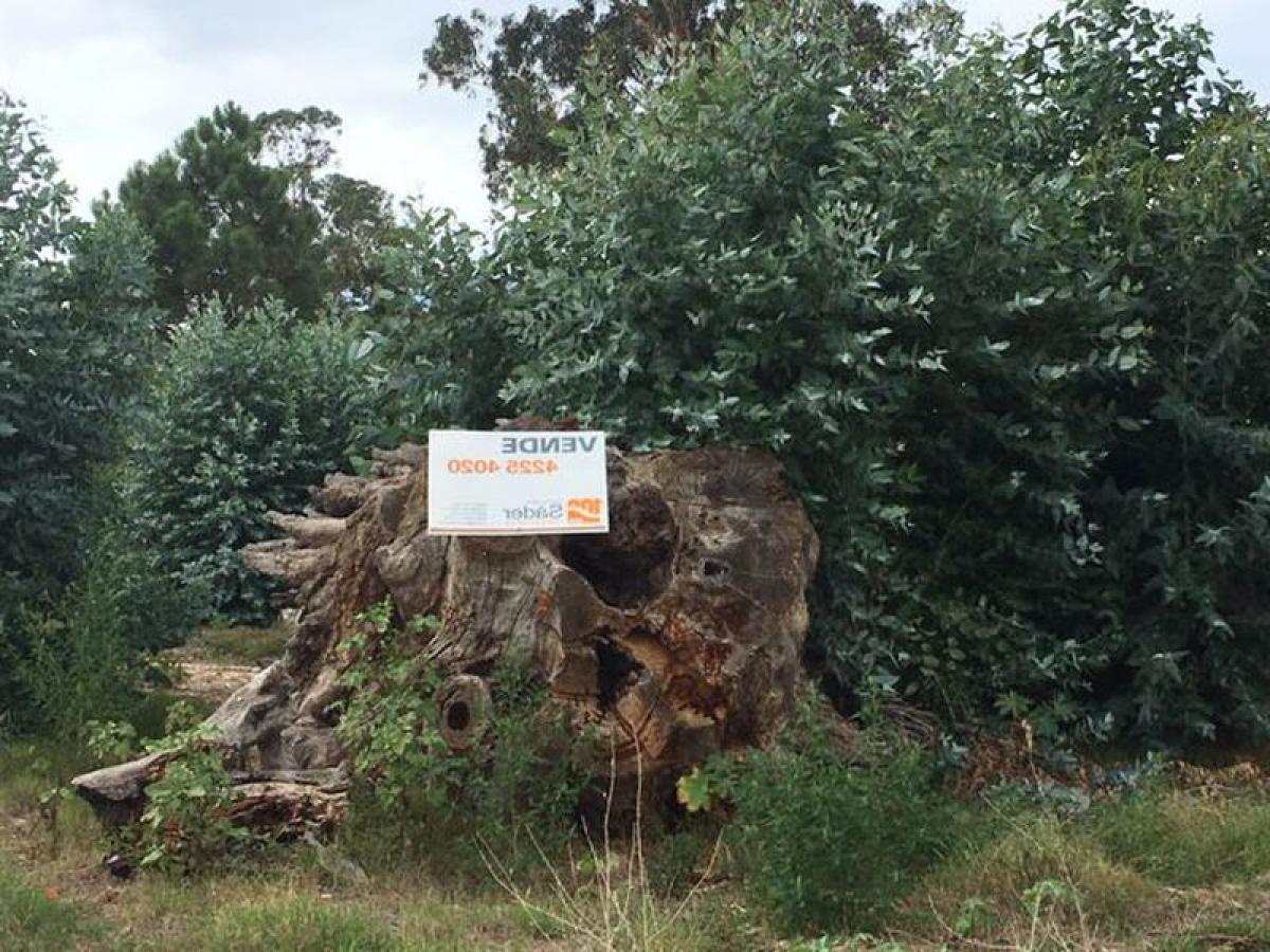  Land in Maldonado, Uruguay No. 15636