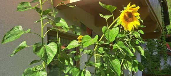 6-Zimmer Villa in Waidring, Austria, Nr. 135608 43