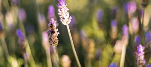 3 Schlafzimmer Haus in Ferreiras, Portugal, Nr. 237480 34