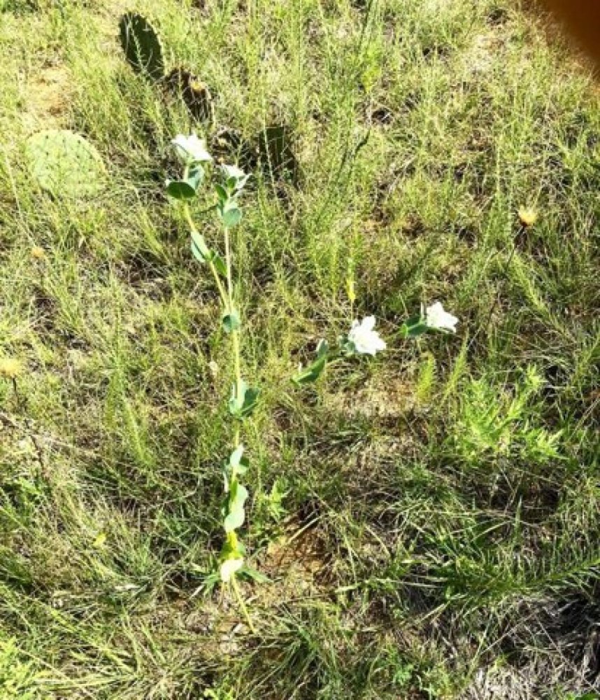  Land in Olney, USA No. 488621