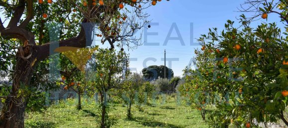 28 rooms House in Syracuse, Italy No. 248117 4