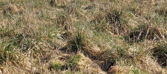 632m² Land in Sorrus, France No. 92816 2