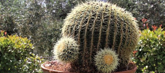 9-Zimmer Villa in Camporosso, Italy, Nr. 230200 25