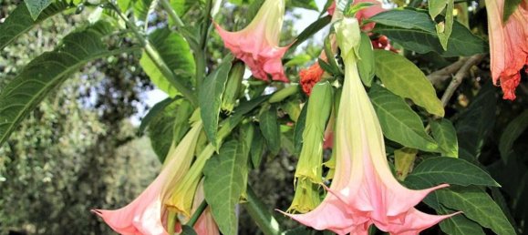 9-Zimmer Villa in Camporosso, Italy, Nr. 230200 4