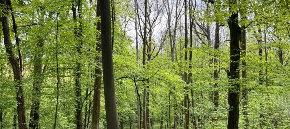 24085m² Land in Saale-Holzland, Germany No. 163559 8