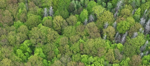 24085m² Land in Saale-Holzland, Germany No. 163559 4