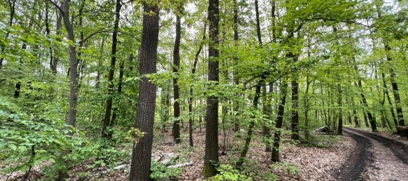 24085m² Land in Saale-Holzland, Germany No. 163559 12