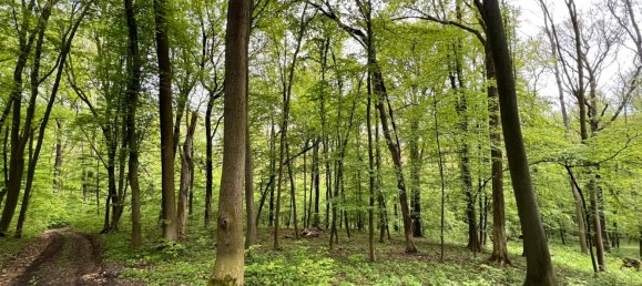 24085m² Land in Saale-Holzland, Germany No. 163559 7