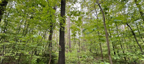 24085m² Land in Saale-Holzland, Germany No. 163559 14