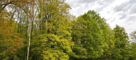 24085m² Land in Saale-Holzland, Germany No. 163559 10