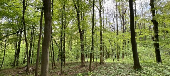 24085m² Land in Saale-Holzland, Germany No. 163559 9