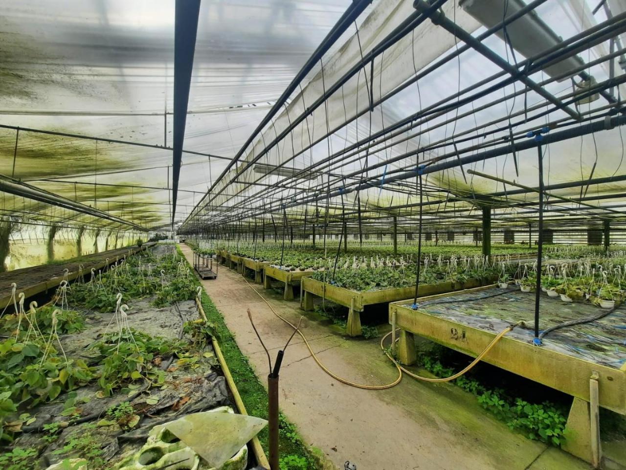 25000m² Land in Cerreto Guidi, Italy No. 90701