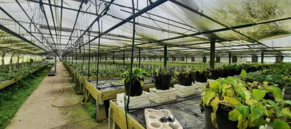 25000m² Land in Cerreto Guidi, Italy No. 90701 2