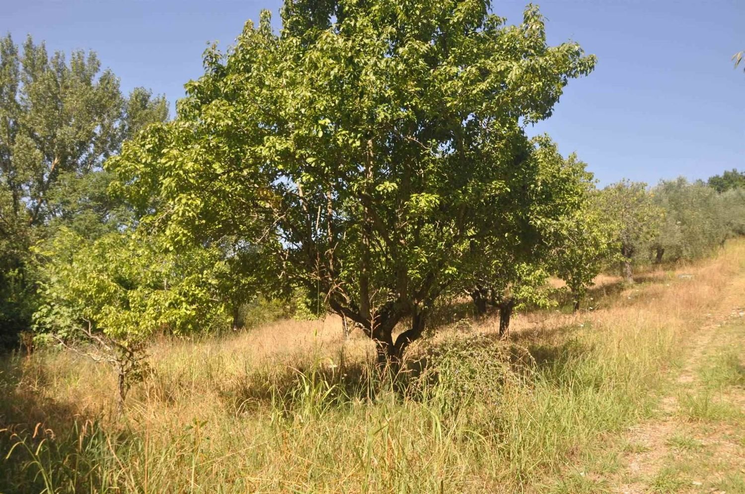 165m² Land in Casale Marittimo, Italy No. 273143