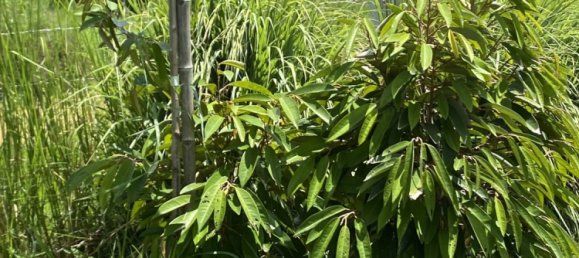 2 bedrooms Villa in Surin, Thailand No. 64093 17