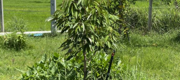 2 bedrooms Villa in Surin, Thailand No. 64093 16