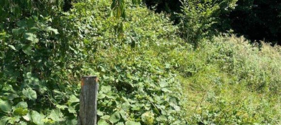 Terrain à Ybbsitz, Austria No. 64613 8