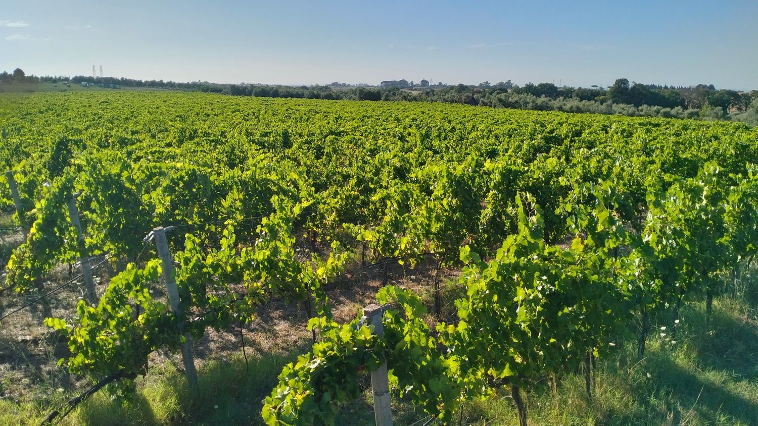 90000m² Land in Rome, Italy No. 260033