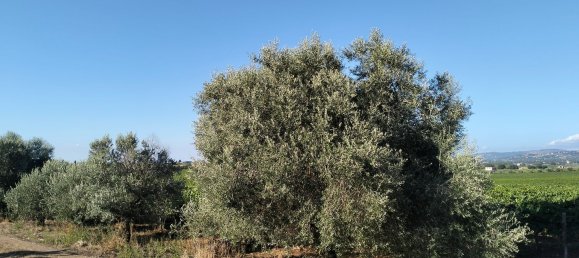 90000m² Land in Rome, Italy No. 260033 5