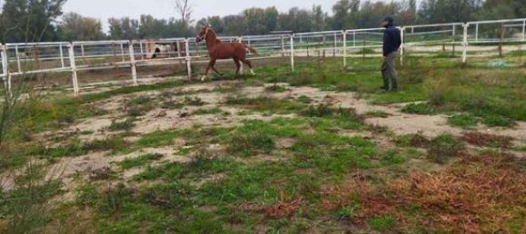 قطعة أرض في Valdetorres de Jarama, Spain 26000متر مربع رقم 182476 6