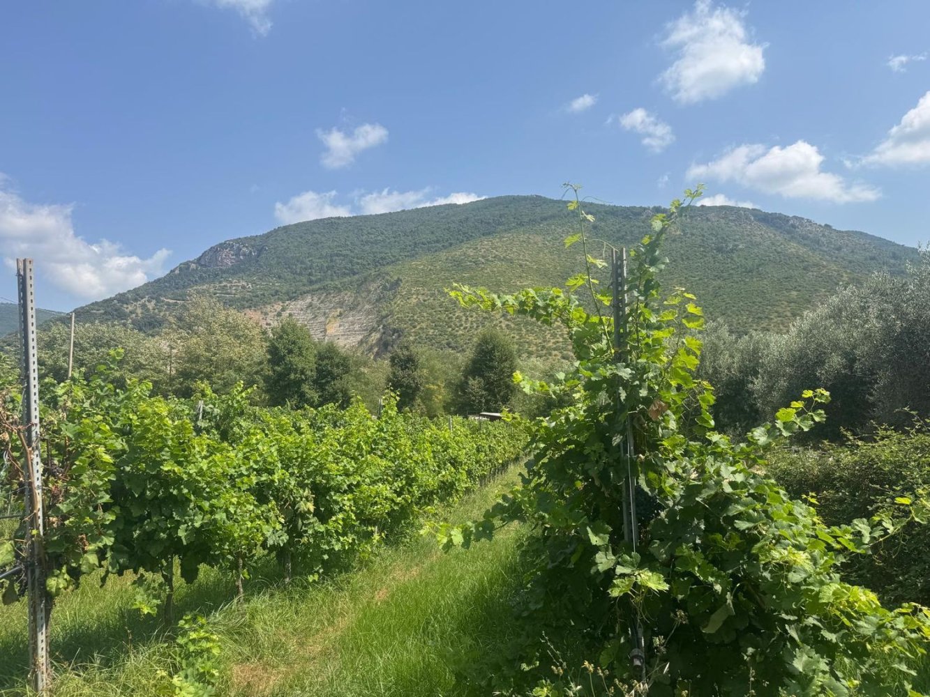  Land in Sermoneta, Italy No. 389146