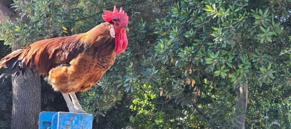 4 bedrooms House in Sanlucar de Barrameda, Spain No. 166574 8