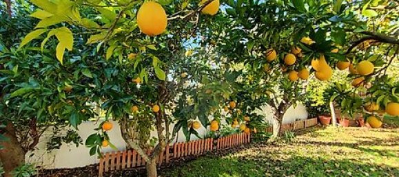 2 Schlafzimmer Haus in Torres Novas, Portugal, Nr. 17533 32