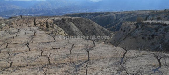 3 bedrooms Finca in Lucar, Spain No. 7345 15