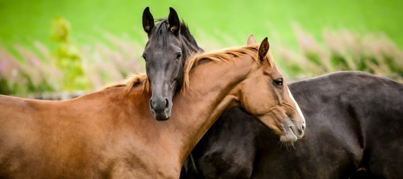 3500m² Hotel in Valeggio sul Mincio, Italy No. 323346 6