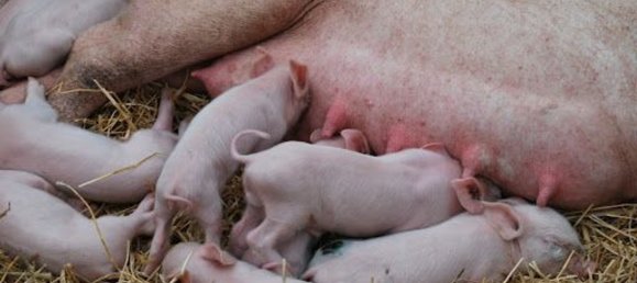 3500m² Hotel in Valeggio sul Mincio, Italy No. 323346 10