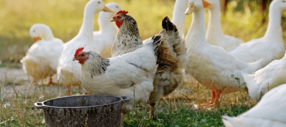 3500m² Hotel in Valeggio sul Mincio, Italy No. 323346 3