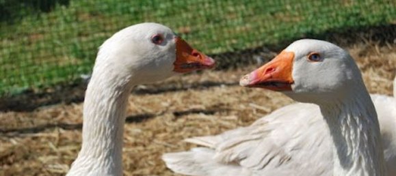 3500m² Hotel in Valeggio sul Mincio, Italy No. 323346 7